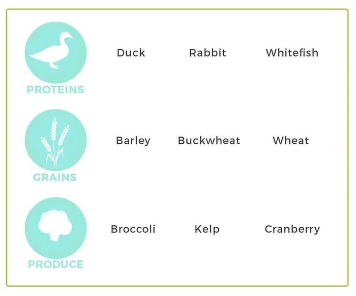 Cooling Diet for Dogs: Keep Your Pup Chill