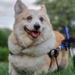 Corgi Dog Health Problems: Essential Tips & Solutions