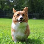 Corgi Dog Rescue: Transform Lives, Find Forever Homes