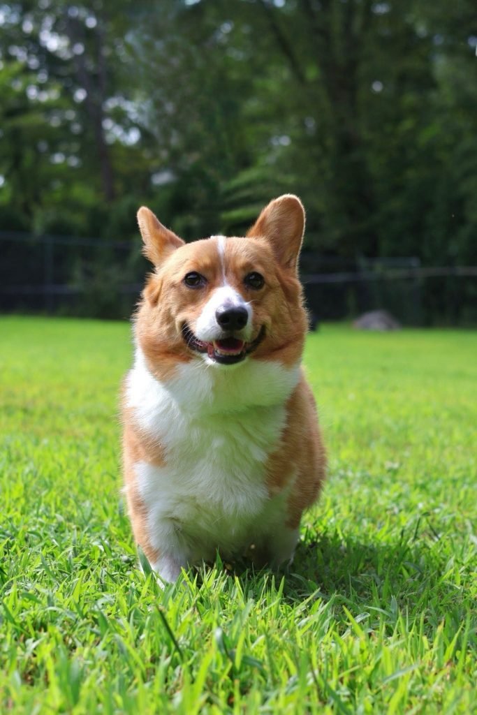 Corgi Dog Rescue: Transform Lives, Find Forever Homes