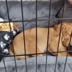 Crate Toilet Training for Dogs: Quick and Easy Guide