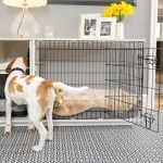 Crate Training Adult Dog: Stress-Free Tips & Tricks