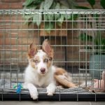 Crate Training Your Dog: The Ultimate Beginner’s Guide