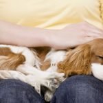 Cuddliest Dog Breeds: Discover Fluffy Companions
