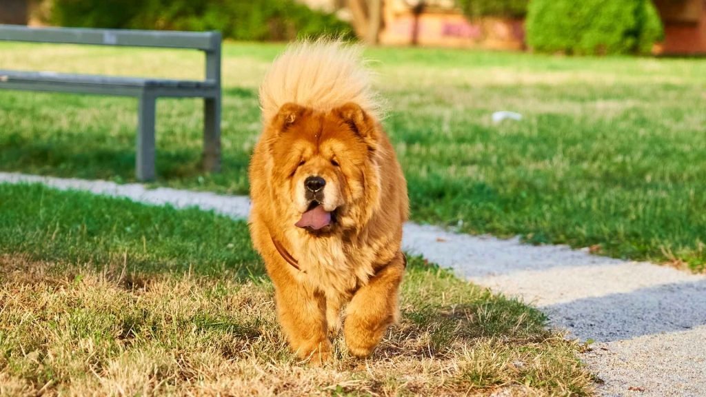 Cuddly Dog Breeds: Discover the Fluffiest Companions