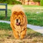 Cuddly Dog Breeds: Discover the Fluffiest Companions
