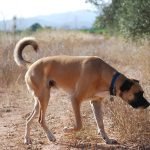 Cur Dog Breeds: Discover Your Loyal Companion