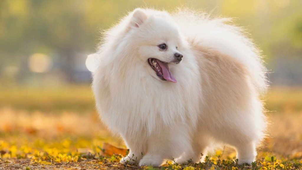 Cute Dog Breeds: Discover Adorable Companions