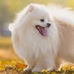 Cute Dog Breeds: Discover Adorable Companions