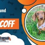 Dachshund Dog Training: Master Obedience Techniques