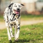 Dalmatian Dogs Health Problems: Essential Facts Revealed