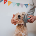Define Dog Grooming: Essential Tips & Techniques