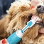 Dental Insurance Dogs: Protect Your Pup’s Smile Today