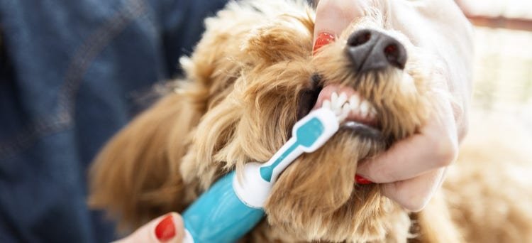 Dental Insurance Dogs: Protect Your Pup’s Smile Today