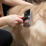 Deshed Dog Grooming: Transform Your Pet’s Coat Today
