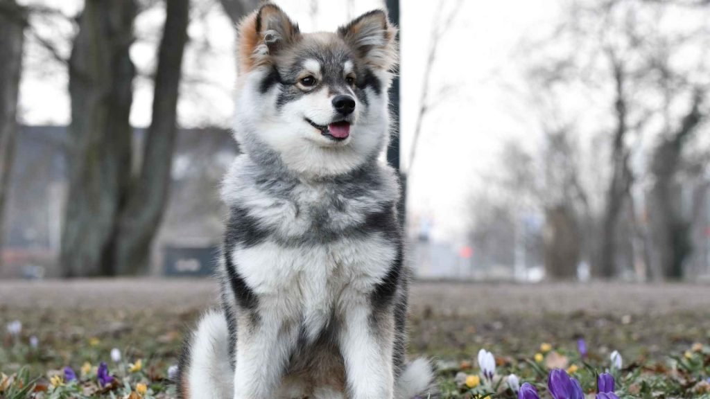Designer Dog Breeds: Unveiling the Trendiest Pooches