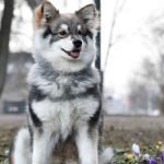 Designer Dog Breeds: Unveiling the Trendiest Pooches