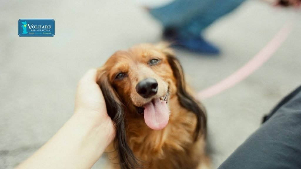 Diet After Spleen Removal Dogs: Vital Nutrition Tips