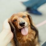 Diet After Spleen Removal Dogs: Vital Nutrition Tips