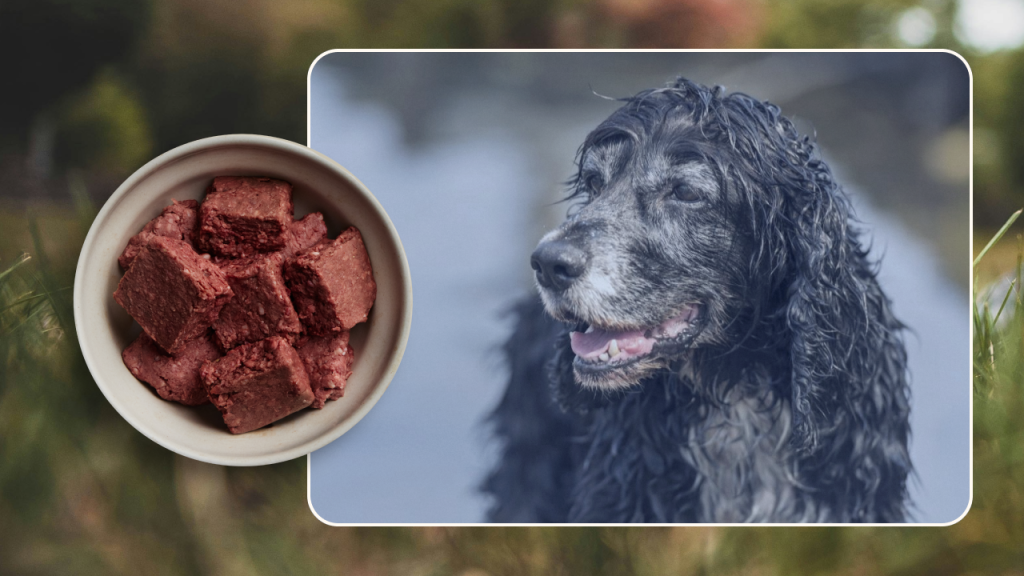 Diet for Diabetic Dogs: Essential Nutritional Tips