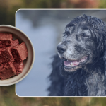 Diet for Diabetic Dogs: Essential Nutritional Tips