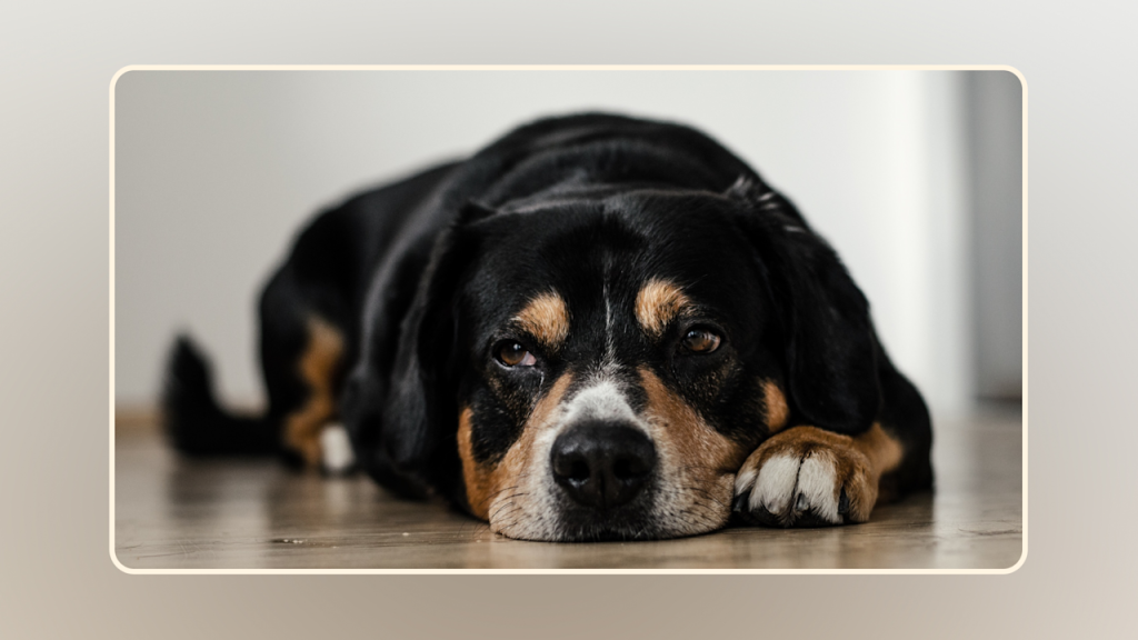 Displacement Behaviour in Dogs