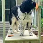 Diy Dog Grooming Table: Create a Pet Spa at Home