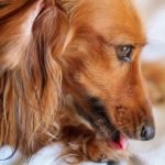 Do Dogs Groom Themselves: Uncovering Canine Cleanliness