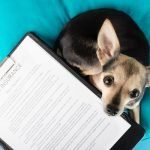 Do Dogs Have Insurance? Uncovering Pet Protection Plans