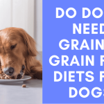 Do Dogs Need Grain in Their Diet: Essential Insights