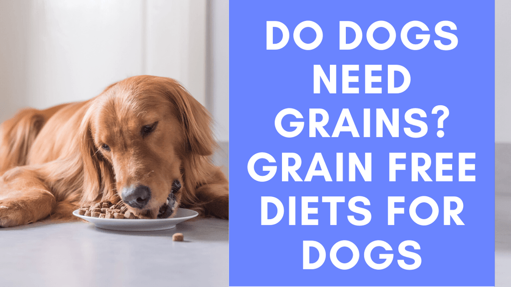 Do Dogs Need Grain in Their Diet: Essential Insights