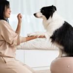 Do You Need a License to Groom Dogs: Uncover the Truth