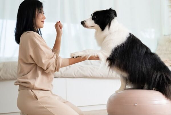 Do You Need a License to Groom Dogs: Uncover the Truth