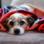 Do You Tip a Mobile Dog Groomer: Tips & Etiquette