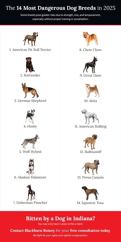 Doberman a High Risk Dog Breed for Insurance: Uncover Why