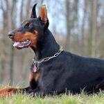 Doberman Dog Health Problems: Essential Care Tips