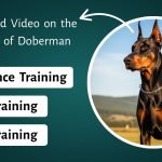 Doberman Pinscher Dog Training: Mastering Obedience Skills