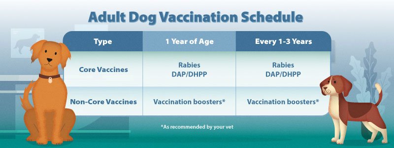 Does Dog Insurance Cover Vaccines? Essential Insights