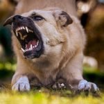 Does Homeowners Insurance Cover a Dog Bite? Essential Guide