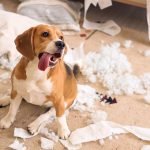 Does Renters Insurance Cover Dogs: Ultimate Guide