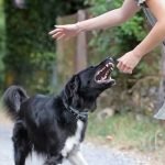 Does State Farm Homeowners Insurance Cover Dog Bites?