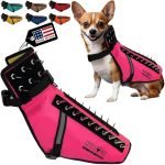 Dog Accessories for Tiny Dogs: Must-Have Essentials