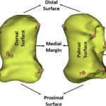 Dog Accessory Carpal Bone: Essential Guide for Owners