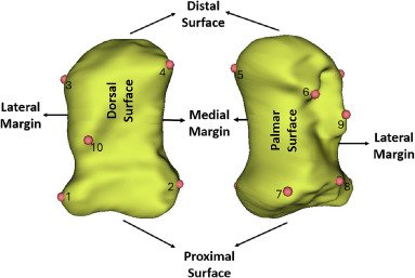 Dog Accessory Carpal Bone: Essential Guide for Owners