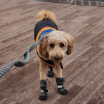 Dog Acting Weird After Grooming: Solve the Mystery