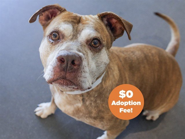 Dog Adoption near Me: Find Your Perfect Pet Today