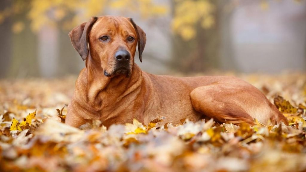 Dog African Breeds: Discover Exotic Canine Companions