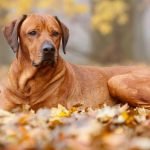 Dog African Breeds: Discover Exotic Canine Companions