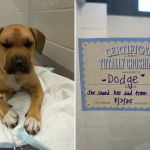 Dog Animal Health Certificate Clapton: Ensure Pet Safety