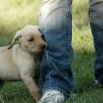 Dog Bite Inhibition Training: Mastering Safe Play